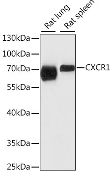 CXCR1 Antibody