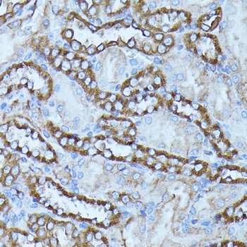 FGD1 Antibody