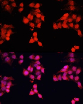 ENO3 Antibody