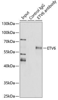 ETV6 Antibody