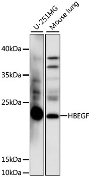 HBEGF Antibody