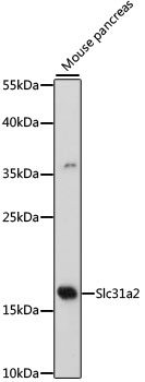 Slc31a2 Antibody
