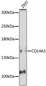 COL4A3 Antibody