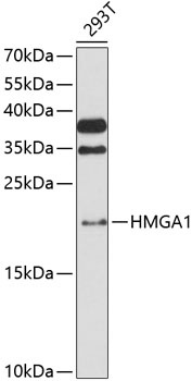HMGA1 Antibody
