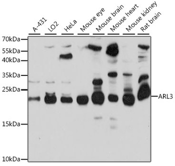 ARL3 Antibody