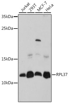 RPL37 Antibody