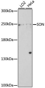 SON Antibody