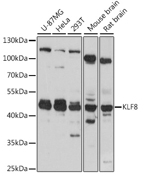 KLF8 Antibody