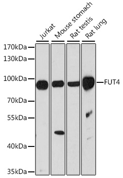 FUT4 Antibody