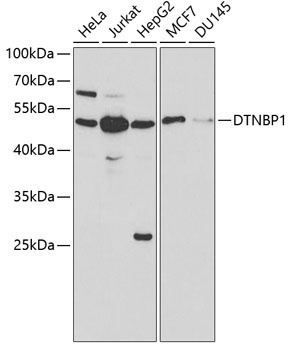 DTNBP1 Antibody