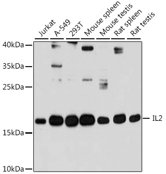 IL2 Antibody