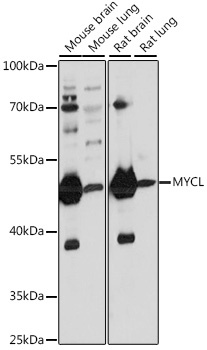 MYCL Antibody