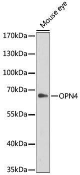 OPN4 Antibody