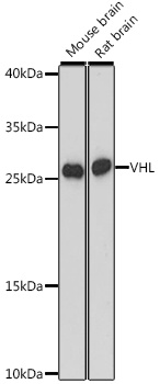 VHL Antibody