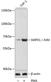 SMPD1 / ASM Antibody