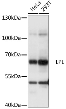 LPL Antibody