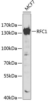 RFC1 Antibody