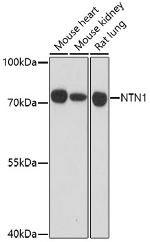 NTN1 Antibody