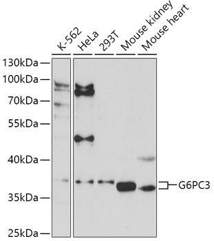 G6PC3 Antibody