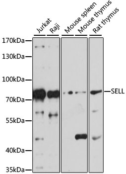 SELL Antibody