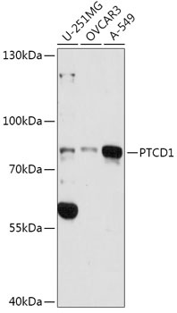 PTCD1 Antibody