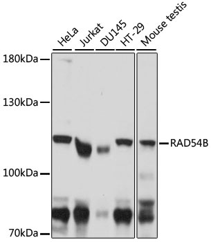 RAD54B Antibody