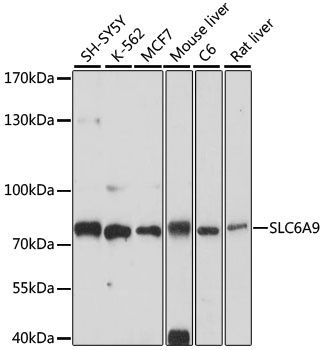 SLC6A9 Antibody