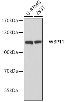 WBP11 Antibody