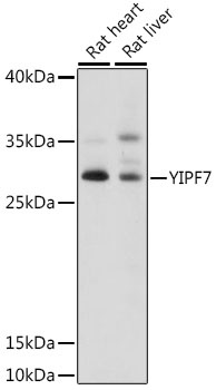 YIPF7 Antibody