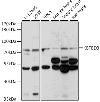 KBTBD3 Antibody