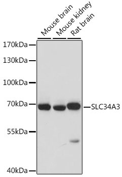 SLC34A3 Antibody