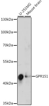 GPR151 Antibody