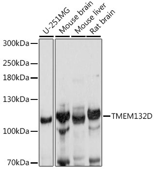 TMEM132D Antibody
