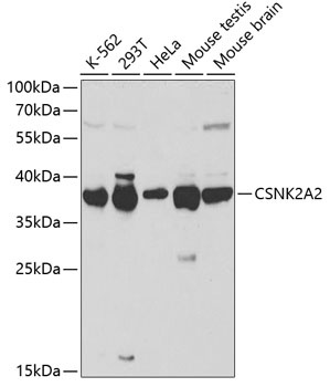 CSNK2A2 Antibody