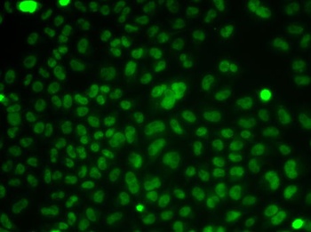 CSNK2A2 Antibody