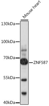 ZNF587 Antibody