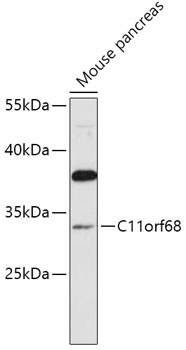 C11orf68 Antibody