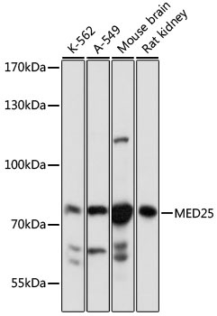 MED25 Antibody