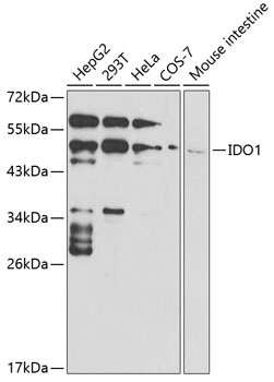 IDO1 Antibody