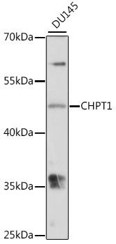 CHPT1 Antibody