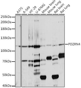 PDZRN4 Antibody