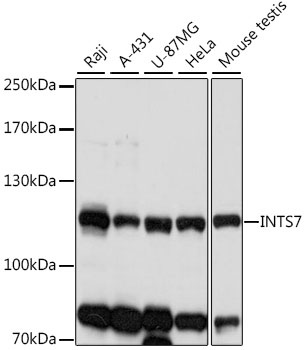 INTS7 Antibody