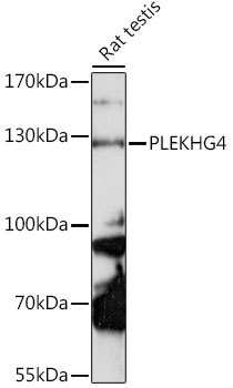 PLEKHG4 Antibody