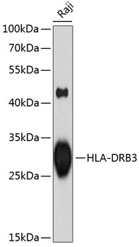 HLA-DRB3 Antibody