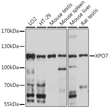 XPO7 Antibody