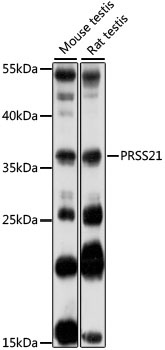 PRSS21 Antibody