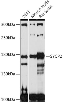 SYCP2 Antibody