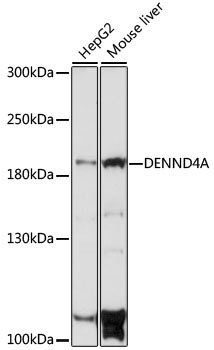 DENND4A Antibody