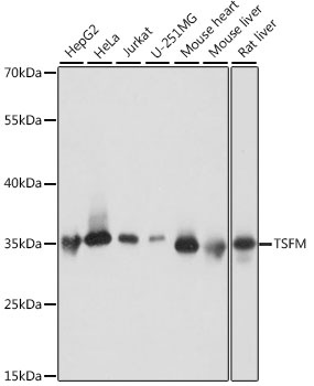 TSFM Antibody