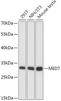 MED7 Antibody